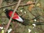 CostaRica06 - 106